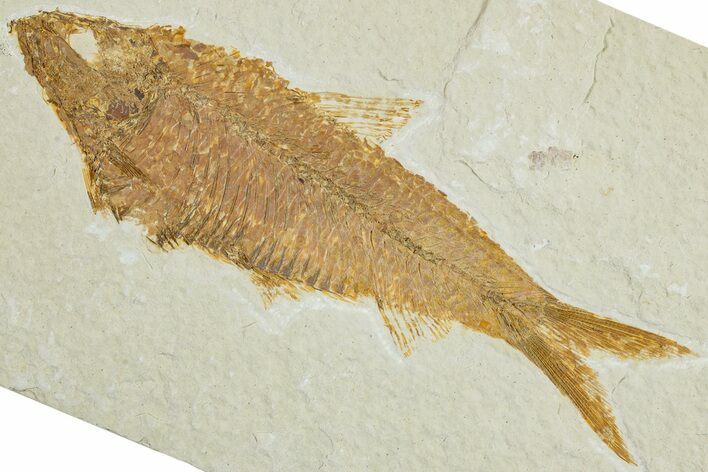 Detailed Fossil Fish (Knightia) - Wyoming #227430